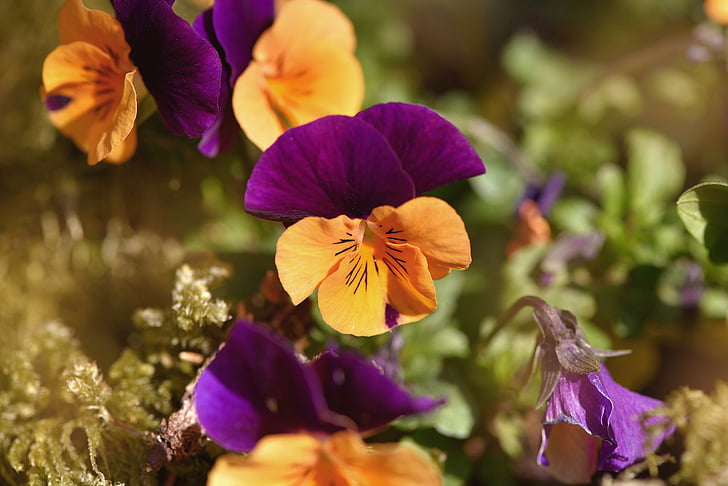 三色堇, 橙色, 紫色, 花, 开花, 绽放, 春天的花朵