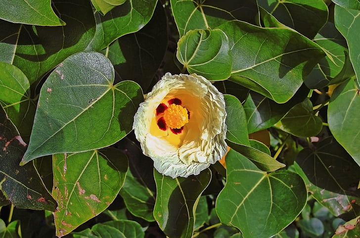 albero di Portia, fiore, Thespesia populnea, natura, albero del fiore