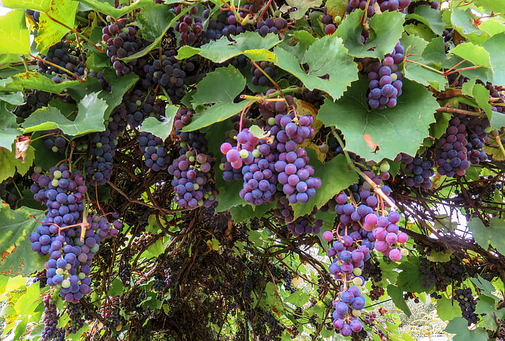 musim gugur, anggur, anggur, anggur, buah, winegrowing, Grapevine