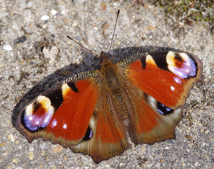 Motyl, Paw, Lepidoptera, kolorowe, owad, skrzydło, wzór