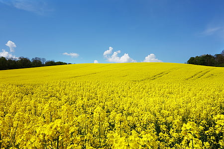 rape blossom, field of rapeseeds, oilseed rape, landscape, yellow, blossom, bloom