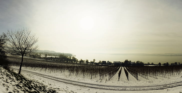 winter, snow, lake constance, panorama, foggy, perspective, grapevine