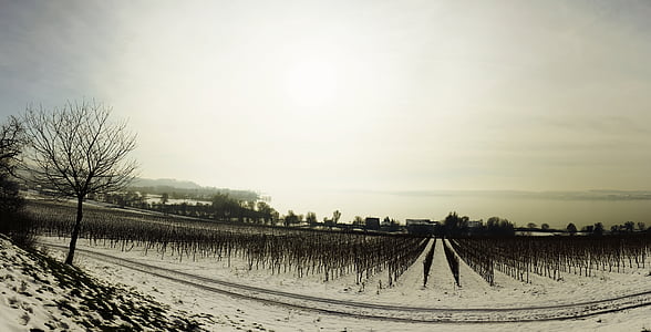 Inverno, neve, Lago de Constança, Panorama, nebuloso, perspectiva, videira