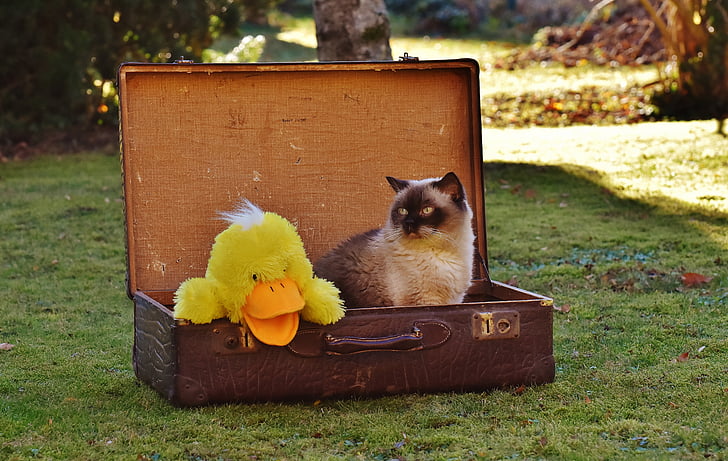 bagagem, antiguidade, gato, shorthair britânico, pato, engraçado, curioso