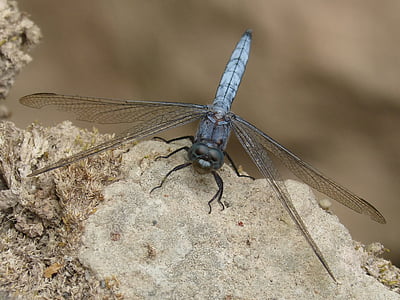 blå dragonfly, Rock, våtmarksområde, orthetrum cancellatum, Dragonfly, insekt, dyr dyr