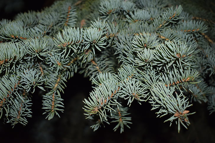nature, spruce, blue spruce, needles, branch