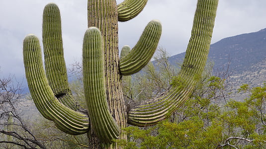 Cactus, nemico così carino, Tucson, giardino del cactus, natura, montagne, per tutti i tipi di pelle