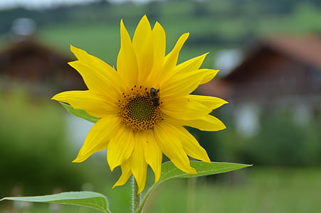 kwiat, Sun flower, Pszczoła, ogród, żółty, Natura