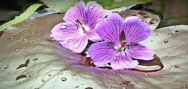 Lilie wodne, Grążel, Lily pad, Nuphar pumila liść, Cranesbill, rośliny wodne, Natura