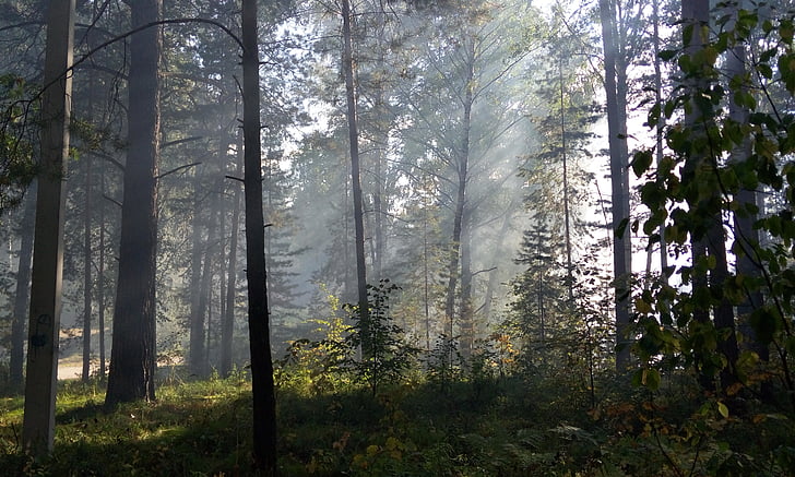 the sun's rays, forest, light, day, rays, morning