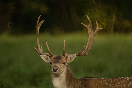 deer, antlers, nature, mammal, animal, wild, wildlife