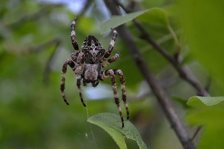 araignée, toile d’araignée, veuve noire