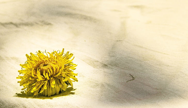 amarillo, flor, Blanco, superficie, Pétalo, paño, cabeza de la flor