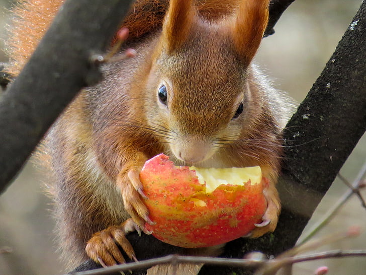 squirrel, cute, croissant, eat, tree, spring, sweet
