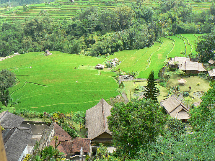 Ινδονησία, Μπαλί, τοπίο, τομέα του ρυζιού, χωριό, εξωτικά