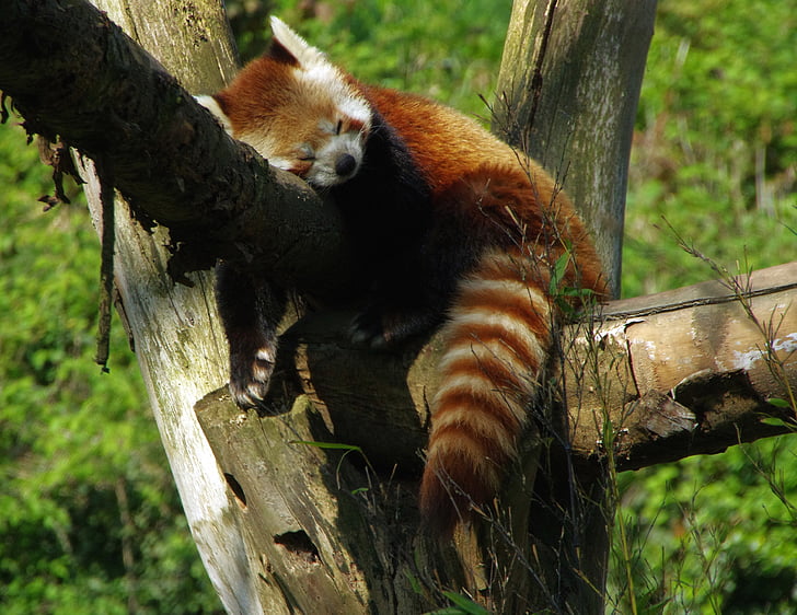 Panda, Roux, Ζωολογικός Κήπος: Λιλ, Panda ακτινοβόλο, ailuridae, ailurus fulgens, λωρίδα