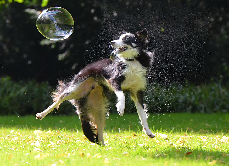 soap bubbles, dog, dog hunting soap bubbles, playful, border collie, funny, nature