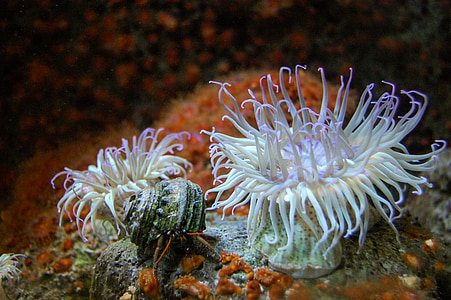 aquarium, reef, anemone, sea, ocean, water