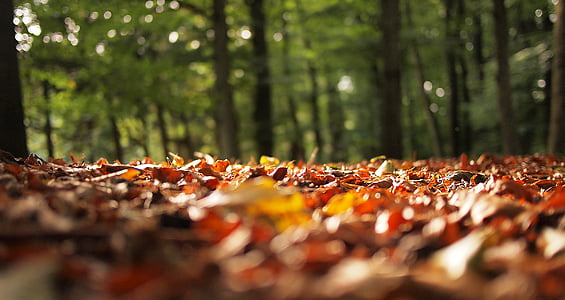 коричневый, сушеные, листья, дневное время, Осень, Осень, размытые