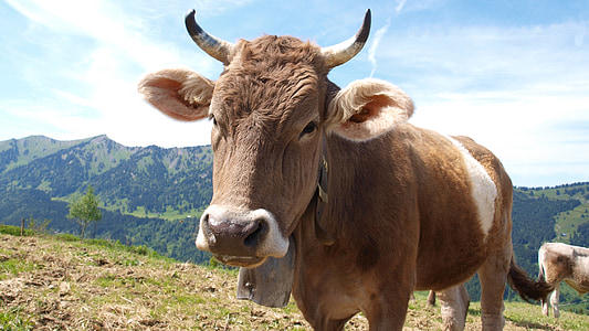 tehén, marhahús, szarvasmarha, állat, legelő, tehenek, tehén tej