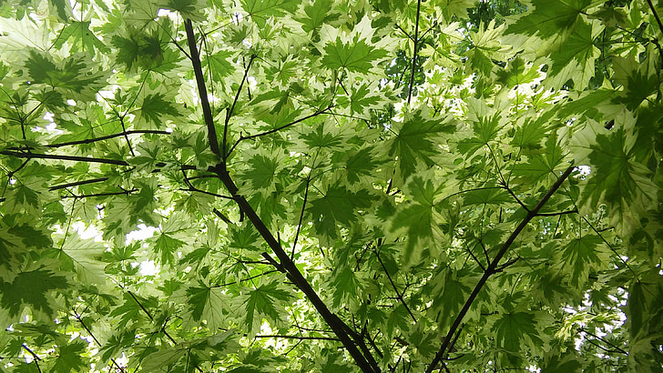 Maple, folhas, verde, árvore, Primavera, fresco