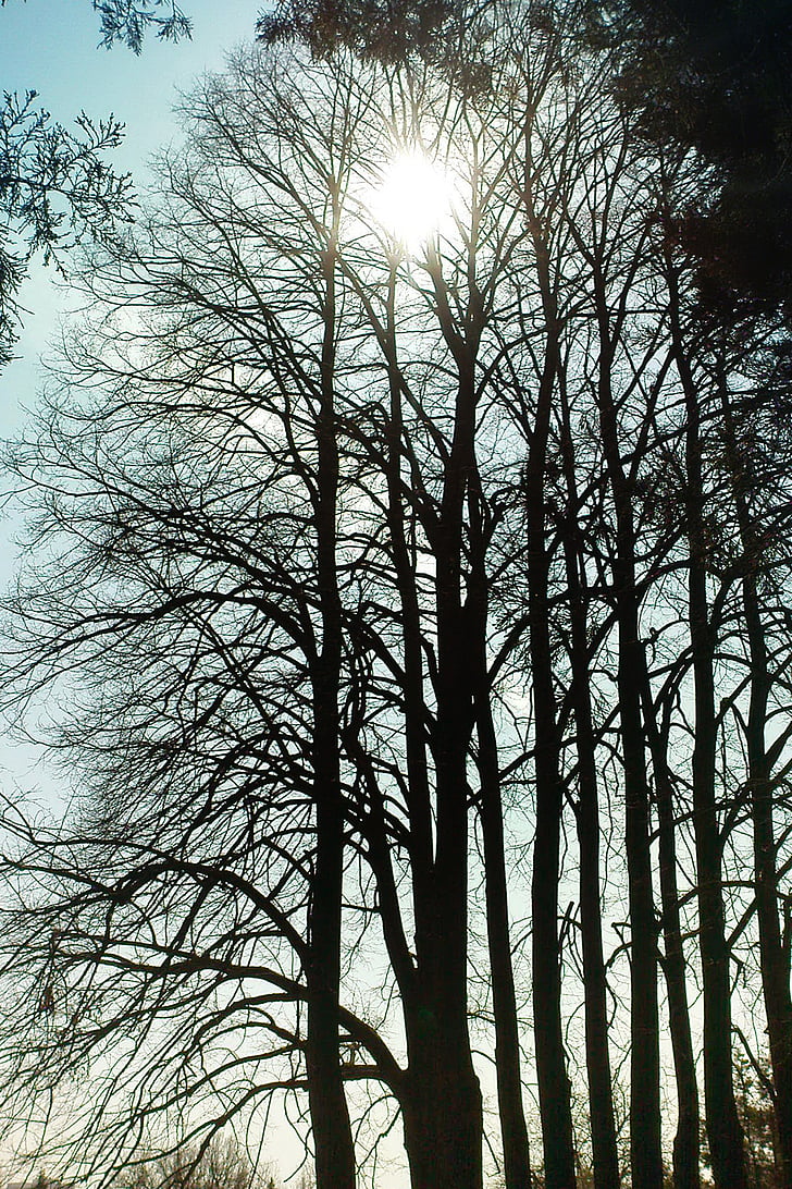 sun, spring, tree