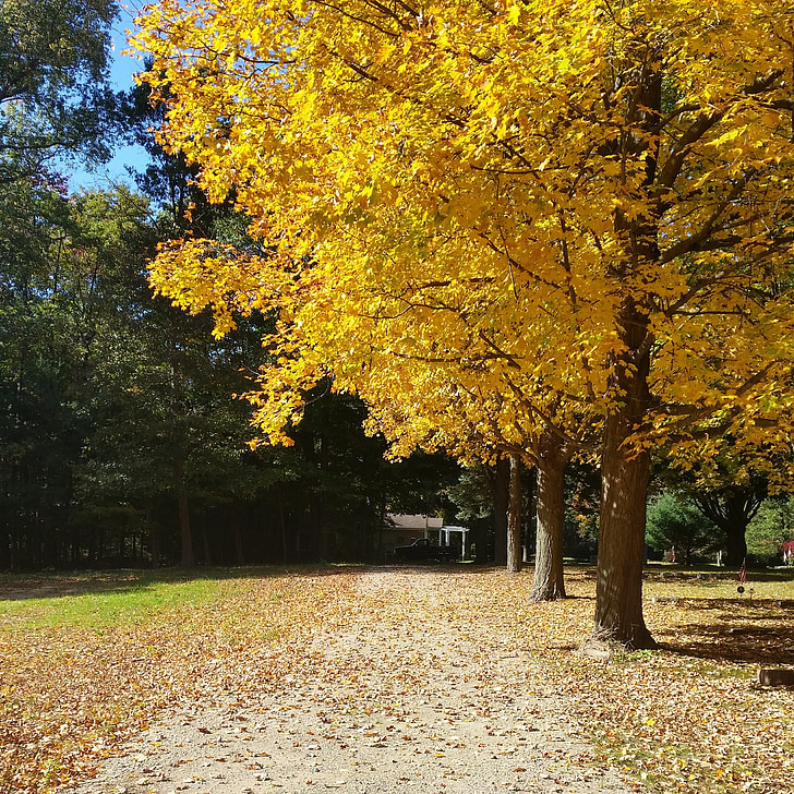 kelias, medis, rudenį, rudeniniai lapai, geltona, šalies, pėsčiomis