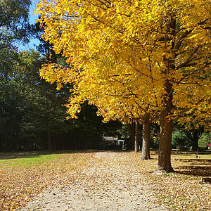 percorso, albero, autunno, foglie di autunno, giallo, paese, a piedi