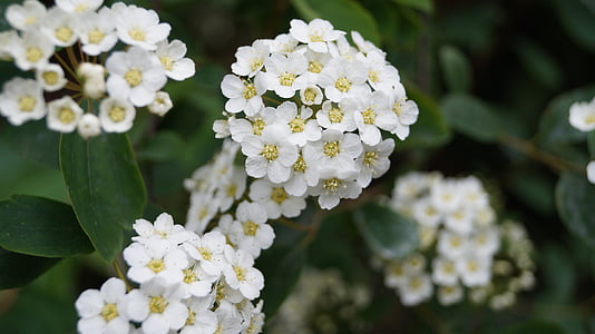 ดอกไม้, ฮอว์ธอร์น, สีขาว, ธรรมชาติ, ฤดูใบไม้ผลิ, กลีบ, ต้นไม้