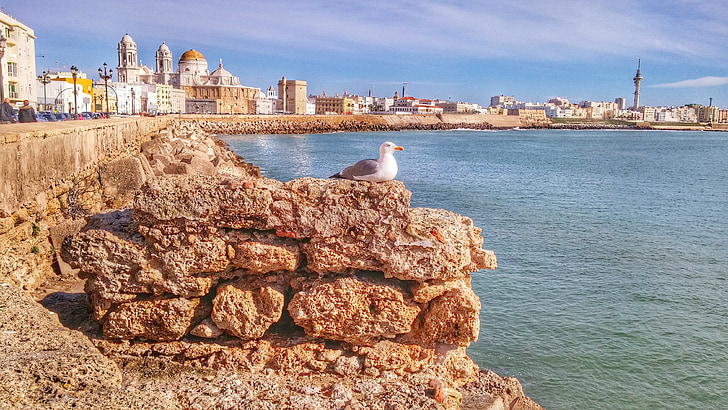 Cádis, Gaivota, Espanha, pássaro, paisagem, mar, olhando para