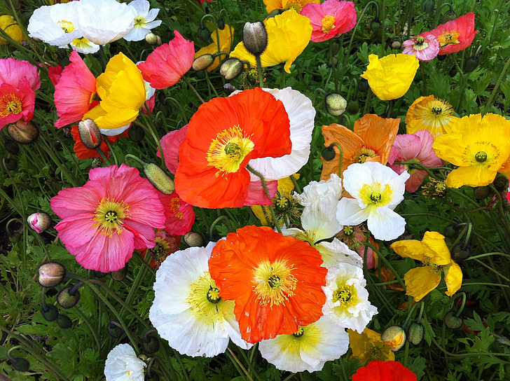 flowers, spring, colors