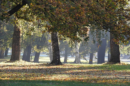 dreves jeseni, Jesenski park, jesen v parku, jeseni, Češke budejovice, Stromovka, odpadlo listje