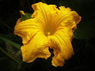 flor de calabaza, amarillo, macro, naturaleza, flor amarilla, sol, floración