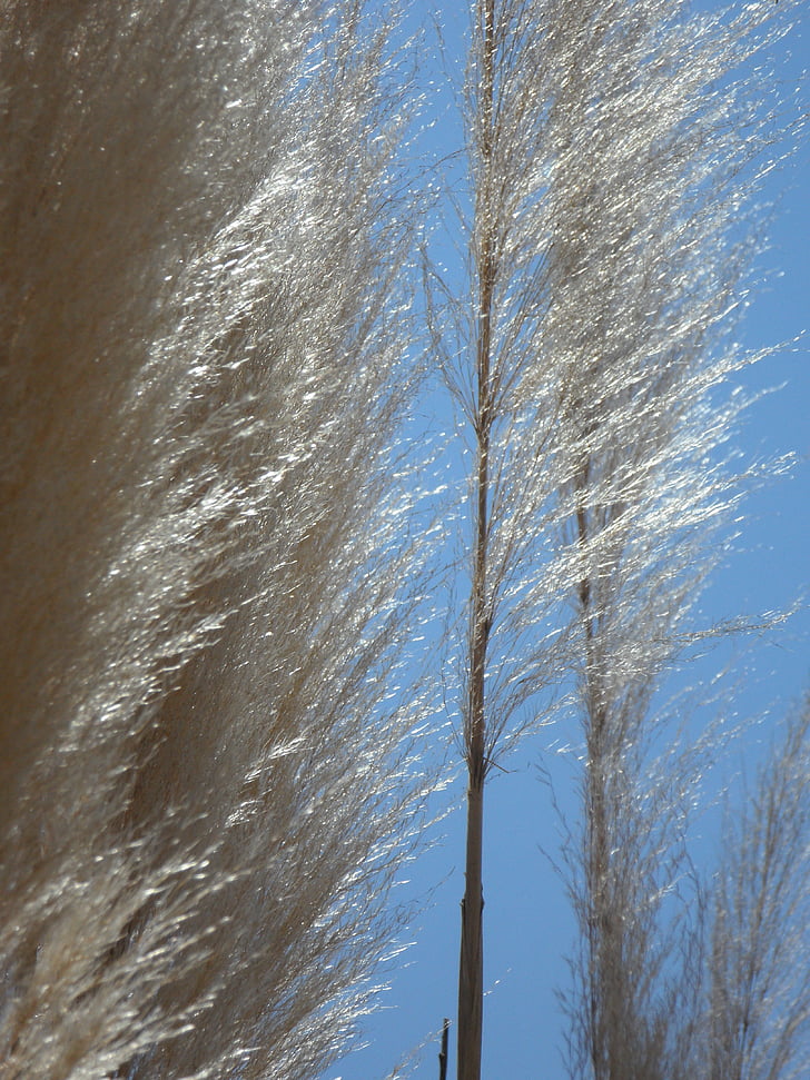 grass, reed, nature, plant, grasses, silvery, silver