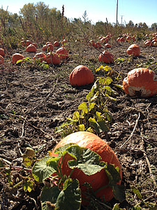 pumpkins, field, autumn, fall, halloween, holiday, thanksgiving