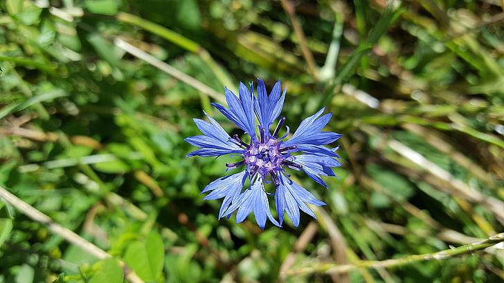 Aciano, Aciano blau, asteràcies, Centaurea cyanus, flor de color blau, flors silvestres, herbes medicinals
