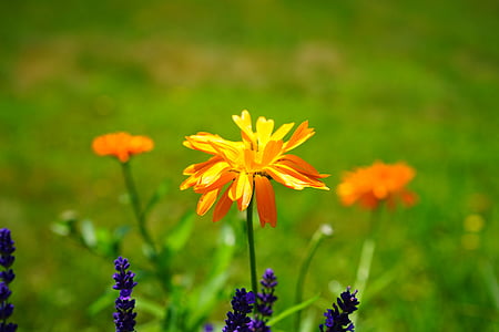 Calêndula, flor, flor, flor, laranja, Calendula officinalis, jardinagem