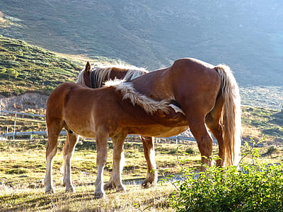 kôň, Mare, Colt, dojčenie, Val d'aran, Port bonaigua