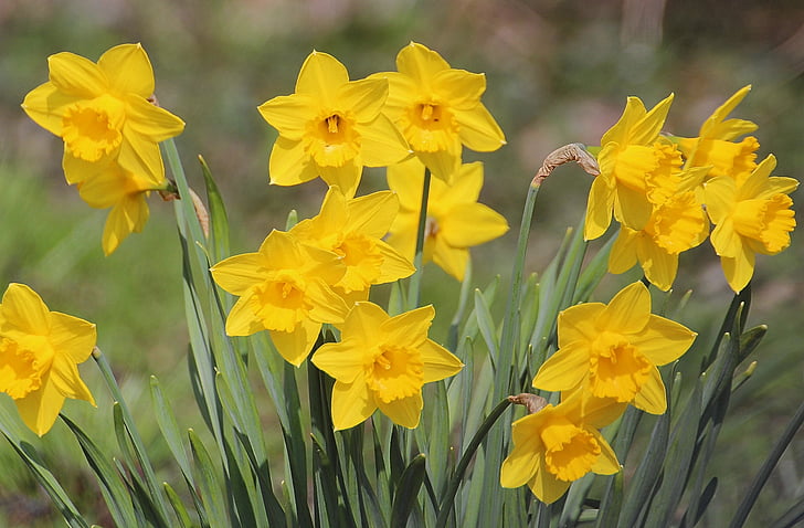 Narcissus pseudonarcissus, narcise, ziedošs augs, Amaryllidaceae, puķe, sniegpārsla, maerzgloeckchen