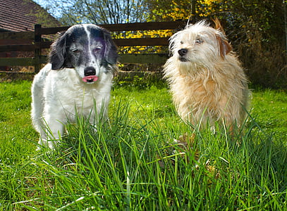 Köpekler, Bahçe, havanın tadını çıkarmak, hayvanlar, tatlı, çimen, şirin