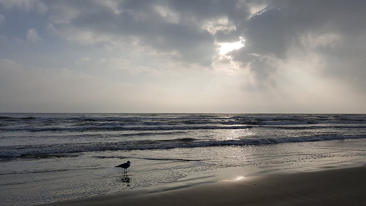plage, oiseau posé sur une plage, Mouette sur une plage, Mouette, rivage de la plage