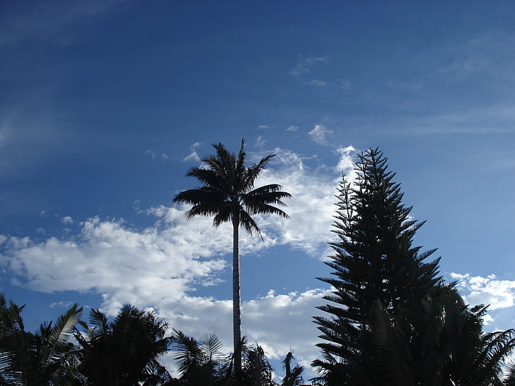 landschap, Palma, boom, hemel, wolken, natuur, blauw