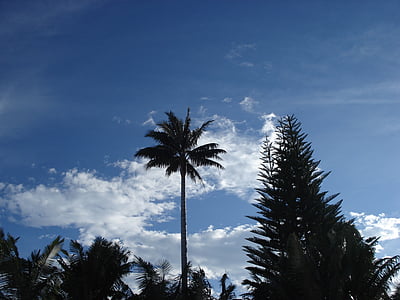 maastik, Palma, puu, taevas, pilved, loodus, sinine