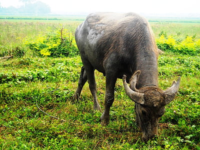 Búfalo, comendo, grama, verde, natureza, animal, mamífero