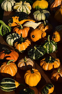 dekorativa squash, pumpor, gul, Vacker, hösten, sensommaren, dekoration
