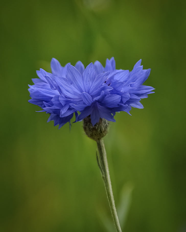 flower, blue, nature, beautiful, floral, plant, natural