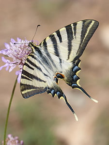 Papilio machaon, papillon, machaon, papallona Reine, Libar, fleur sauvage, beauté