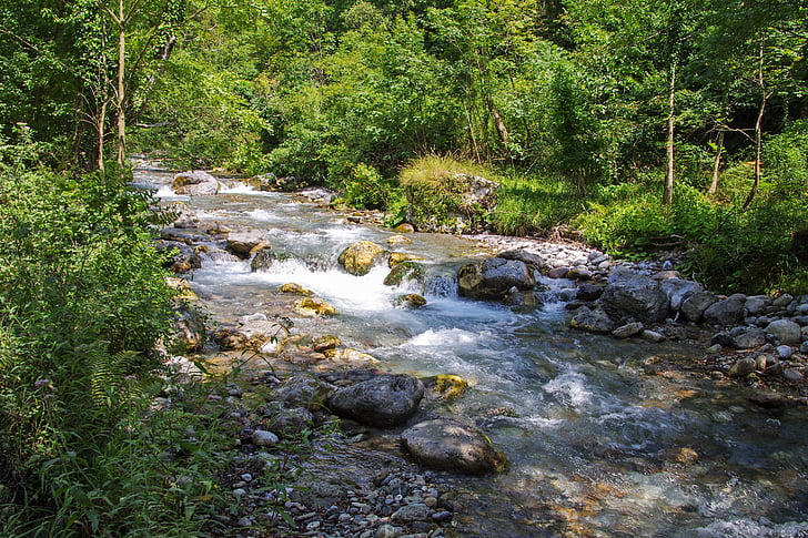 orsomarso, calabria, torrent, argentine stream, water, forest, trees