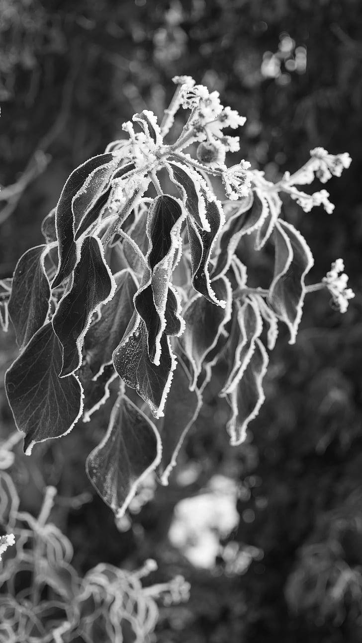 nature, ivy, frost, tagged, climber