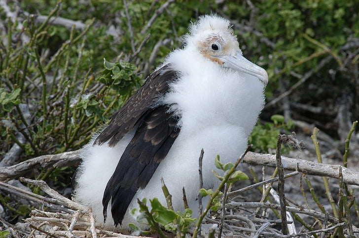 fugl, Galapagos, ø, Ecuador, Fregate, et dyr, dyr temaer